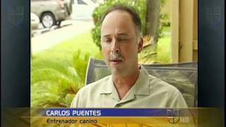 Carlos Puentes interview on the killing of Bin Laden and the military dog involved