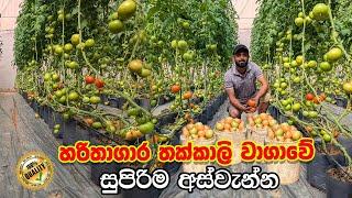 සුපිරිම තක්කාලි වගාවේ සුපිරිම අස්වැන්න | Greenhouse Tomato Farming | Smart Agri