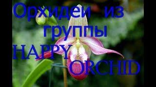 Мои  орхидей из январского заказа, в группе HAPPY ORCHID.