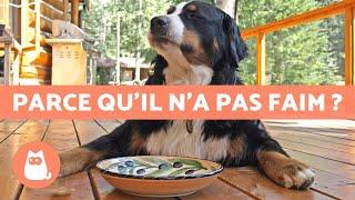 Pourquoi mon chien NE MANGE PAS ses CROQUETTES ?  (5 RAISONS)