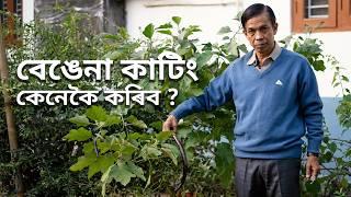 বেঙেনা গছৰ কাটিং কেনেকৈ কৰিব | Easiest Cutting Propagation Technique for Brinjal Plants