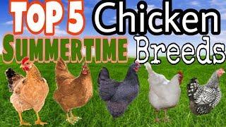 Top 5 Best Chicken Breeds For Summer!