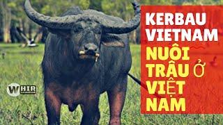 Kerbau Vietnam _ Nuôi trâu ở Việt Nam Phần 1 (Whir Latandrank) Tedong