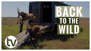 Back to the Wild for Some of Our Rehab Friends!