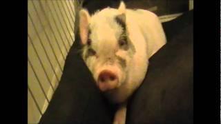 Mini Pig has a Funny Nose! (Prissy and Bomber Show)