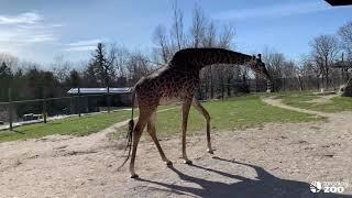 Toronto Zoo's Pregnant Giraffe Ready For Baby To Arrive!