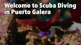 Why you should Scuba Dive in Puerto Galera, Philippines 🪸