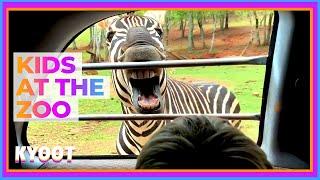 This ZEBRA Wants To Be Fed!   | Funny Kids At The Zoo | Kyoot 2022