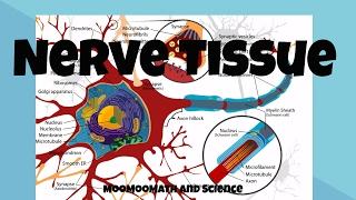 Nerve Tissue for beginners