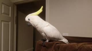 Cockatoo Talking Asks To Go To Bed |PARROT VIDEO OF THE DAY