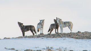 Do wolves talk? A bioacoustics study in the Greater Yellowstone