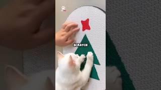 Why are cats obsessed with scratching!  