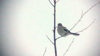 Great Grey Shrike (Lanius excubitor) 4.2.2022, possible ssp sibiricus/borealis - Asikkala, S Finland