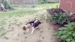 Beagle Dogs #1 - Remington and Bailey 1 - Short Clip