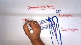 Intermuscular spaces or scapulo-humaral spaces #anatomy