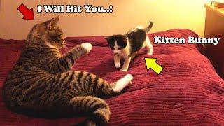 Tuxedo Kitten's First Meeting With Tabby Cat l CrazyCatish