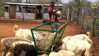 Shollen Nzomo - GenZ goat breeding ranch