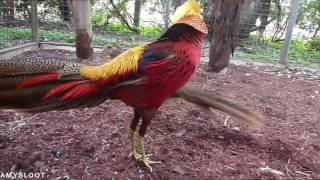 Golden Pheasant Courtship Display