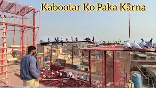 Kabootar Ko Ghar Paka Karny Ka Tarika | Hashim Mahmood Pigeons