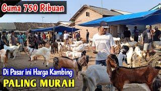 Pasar Kambing Termurah SE Nusantara