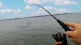 UK Lure Fishing With Fishus Espetit 95 And Patchinko 100