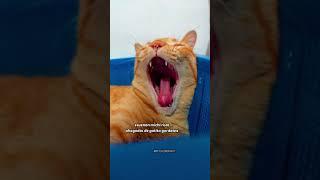 Divertida Recopilacion de shorts de los gatos DivertiCats | Humor con michis