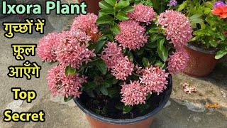 Ixora में इतने ज़्यादा फ़ूल लेने है तो Follow Simple 5 Secret Tips || Permanent Flowering Plants