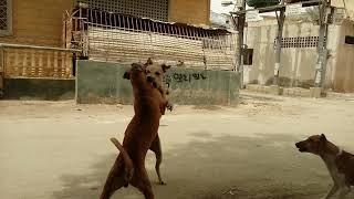 Dogs fight #gang war #extreme #Real