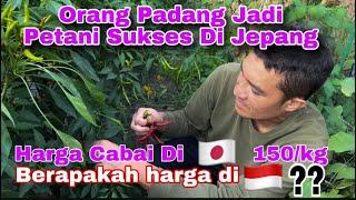 Petik Cabai Di Jepang 1kg Laku 150K !! Gimana Di Indo ??