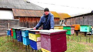 Можно ли сейчас пересадить пчёл в новый чистый улей.