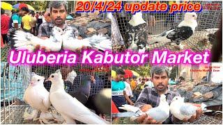 Uluberia Pet Market, Kabutor market 20/4/24 update price today #cheapestprice #pet #kabootar