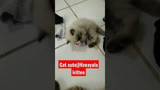 cat cute || Himalaya kitten #shorts #babycat #babycatscute