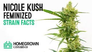 Nicole Kush Feminized Strain Facts and Seed Grow Info