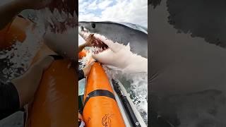 "Shark Suddenly Attacks Tourists by Yacht, Thrilling and Shocking Moment" #Shark Attack#Yacht