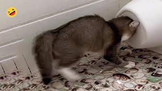 Funniest Cats NO DOGs Video 2024 | Try Not to Laugh