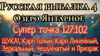 РР4. Озеро Янтарное. ФАРМ на мысе Канта. Где ловить Щуку! Карп Голый, Линейный, Зеркальный и Призрак