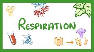 GCSE Biology - Respiration  #21