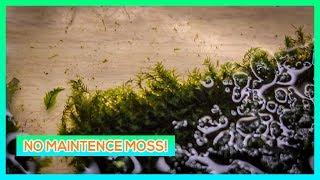 FISSIDENS FONTANUS, FISSIDEN NOBILIS - MOSS AQUARIUM PLANT CARE GUIDE