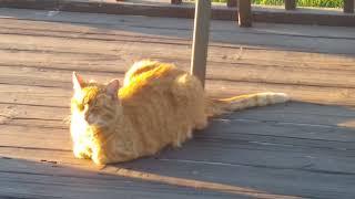 Sunny orange cat loaf! (cat cam series)