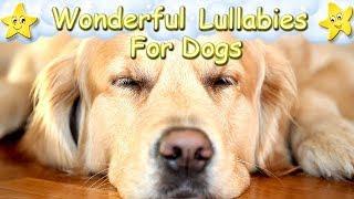 Super Relaxing Sleep Music For Golden Retrievers  Relax Your Puppy  Lullaby For Dogs Animal Music