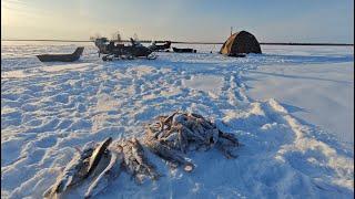 Рыбалка удалась кто ищет тот всегда найдёт. Окунь на мормышку, щука на жерлицы.