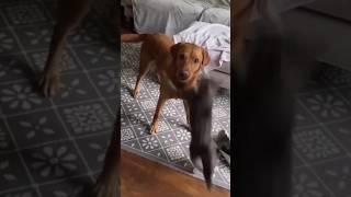 Funny animal videos 2024 Funny cat videos and dogs - Funny videos #90 #shorts #cats #dogs