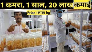 1 कमरा, 1 साल, लाखों कमाओ । दुनिया की सबसे महंगी मशरूम । cordyceps militaris Training