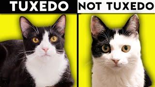 Tuxedo Cat 101 - Everything You Need To Know About Tuxedo Cats