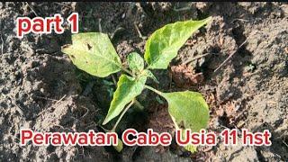 PART 1 : PERAWATAN CABE USIA 11 Hst