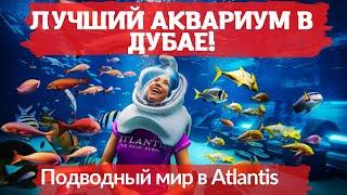 Лучший Аквариум в Дубае (Atlantis The Palm), Подводный мир  Что посмотреть в Дубае бесплатно