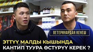 Кышында малды оорудан кантип сактаса болот ?