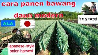 Tehnik  panen bawang daun ala Jepang, #japanvlog ,japanese style onion harvesting technique. #白ねぎの収穫