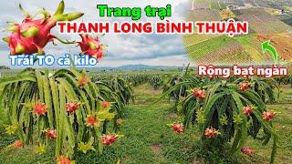 Khám phá Trang trại Thanh Long mênh mông bạt ngàn tại Bình Thuận, Bất ngờ Trái to đẹp gần cả Kilogam