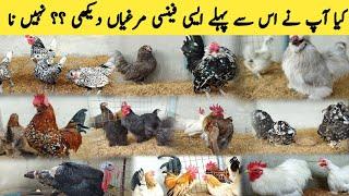 Visit Danial Khatri Bhai Rare fancy Hens Setup in Pakistan ||fancy poultry Buisness plan ||#B4BIRDS